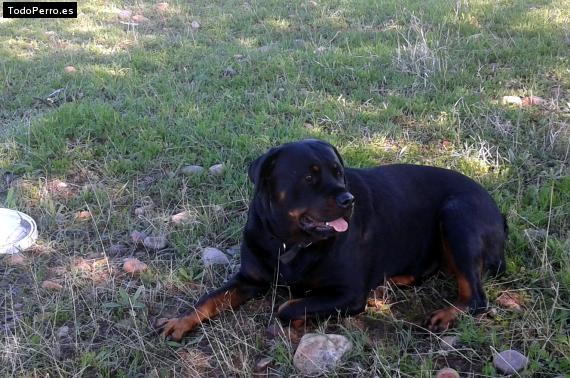 La foto del perro