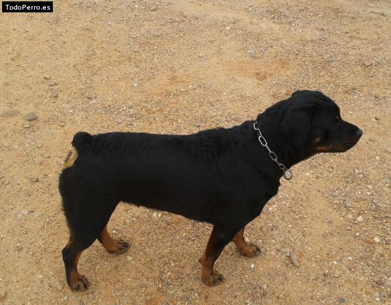 La foto del perro