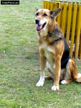 La foto del perro