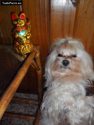 La foto del perro