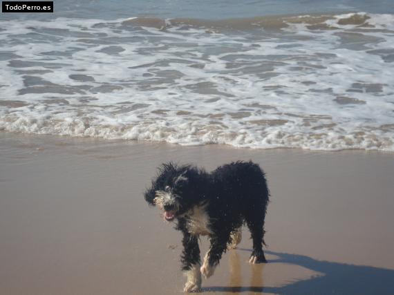 La foto del perro