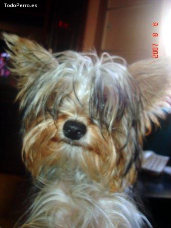 La foto del perro