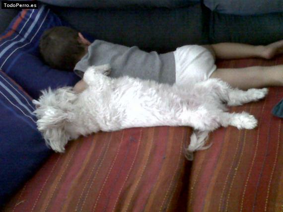 La foto del perro