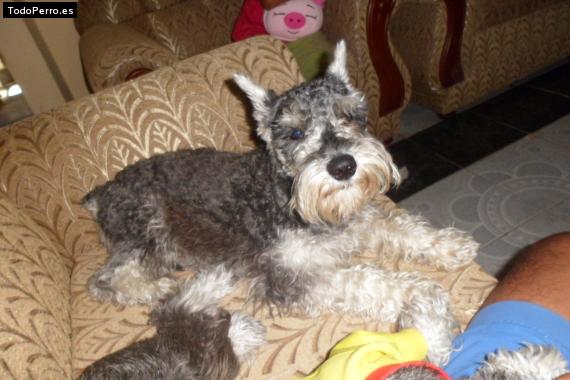 La foto del perro