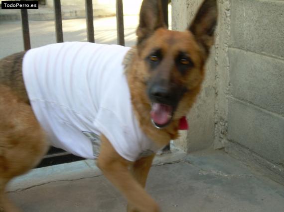 La foto del perro