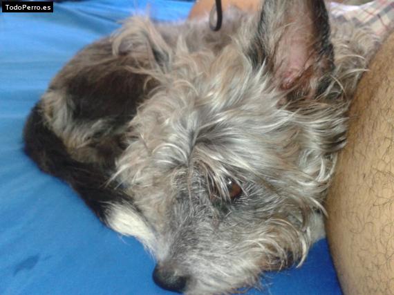 La foto del perro