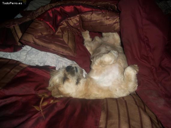 La foto del perro