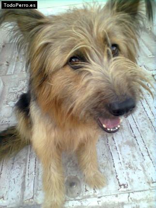 Foto del perro Borja