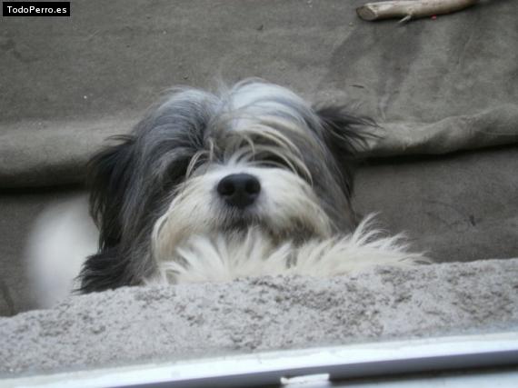La foto del perro