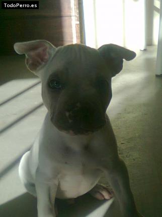 Foto del perro Brunno