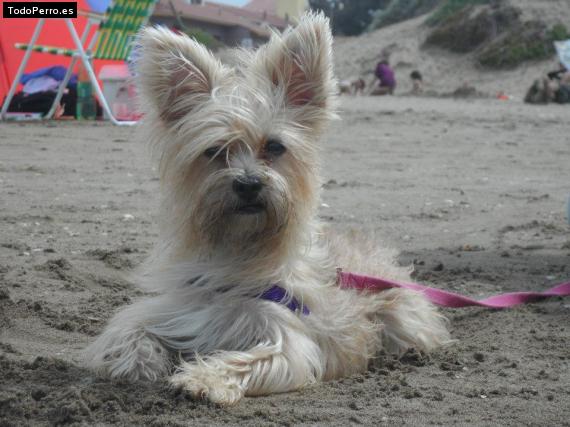 La foto del perro