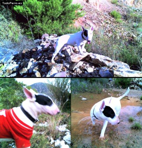 La foto del perro