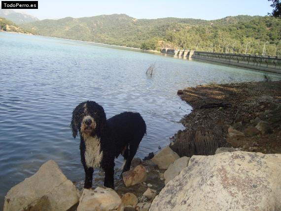 La foto del perro