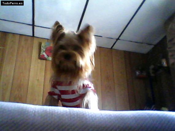La foto del perro