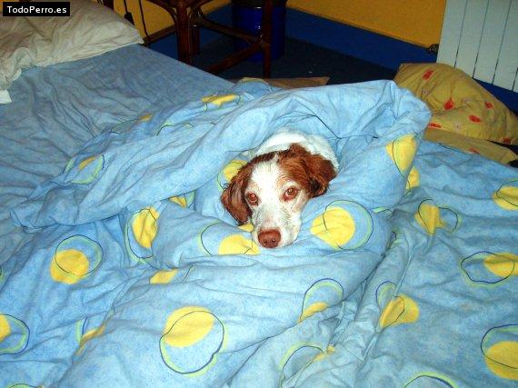 La foto del perro