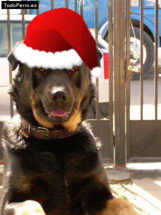La foto del perro