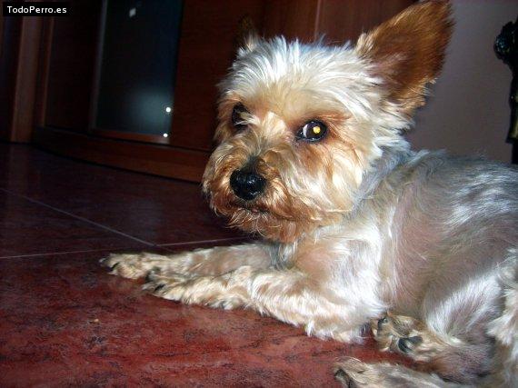 La foto del perro