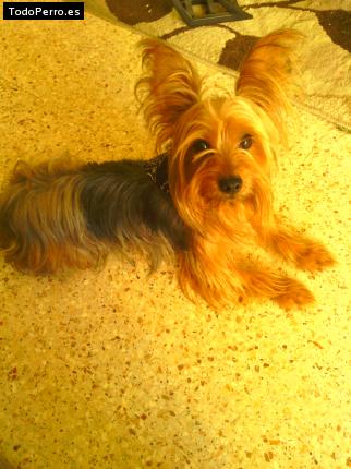 La foto del perro