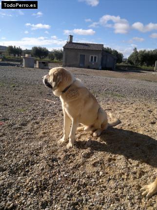 La foto del perro