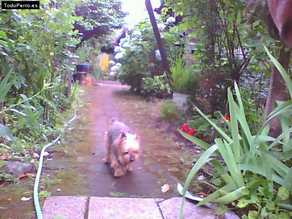 La foto del perro