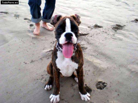 La foto del perro