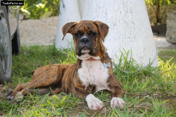 La foto del perro