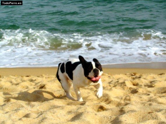 La foto del perro