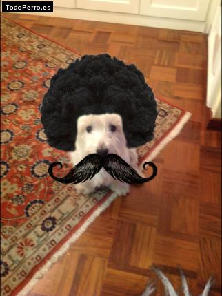 La foto del perro