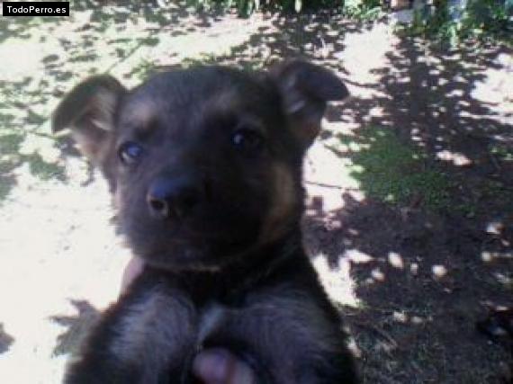 Foto del perro Tina