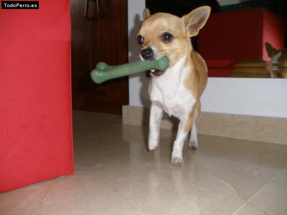 La foto del perro
