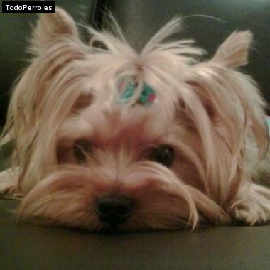 La foto del perro