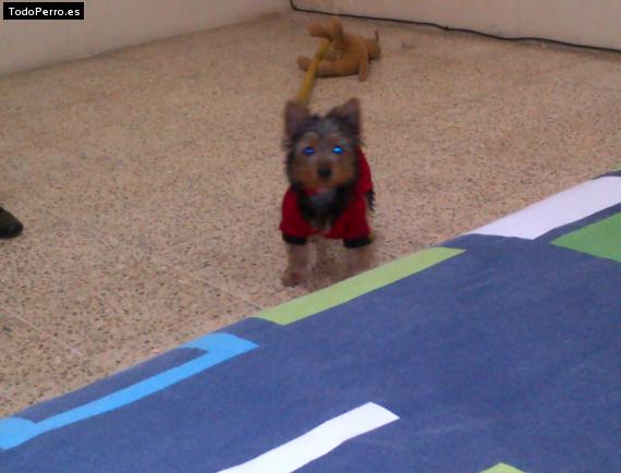 La foto del perro