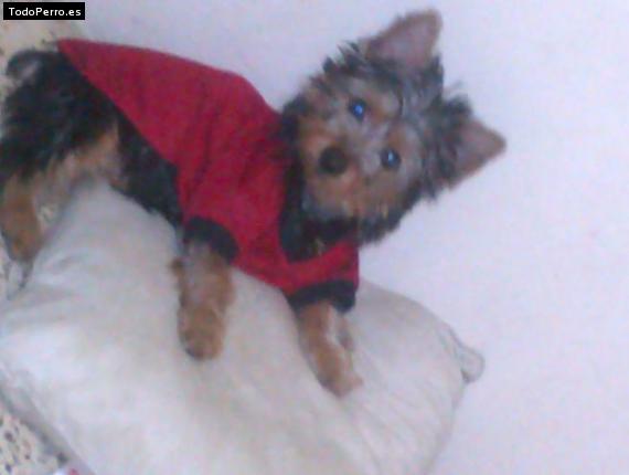 La foto del perro