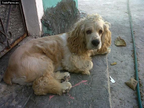 La foto del perro