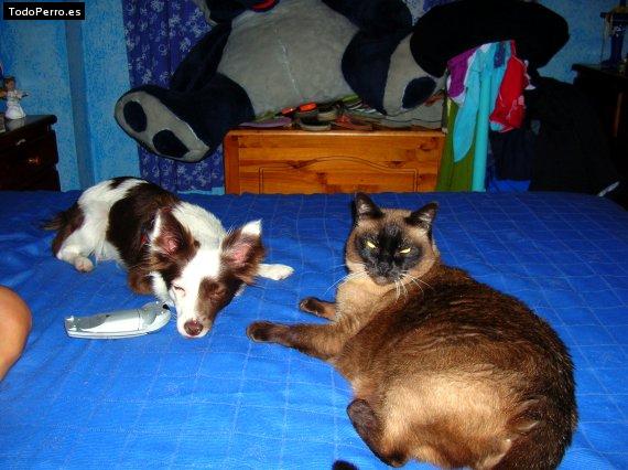 La foto del perro