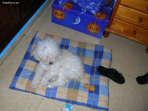 La foto del perro