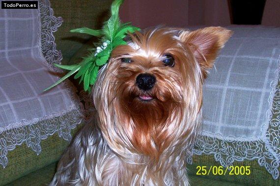 La foto del perro
