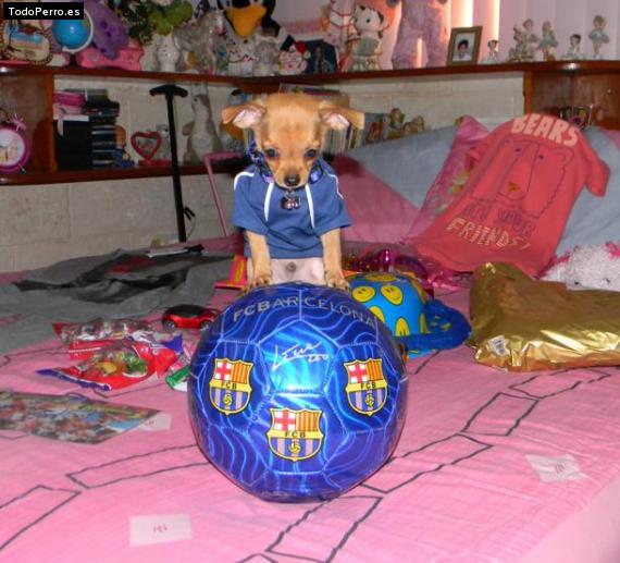 La foto del perro