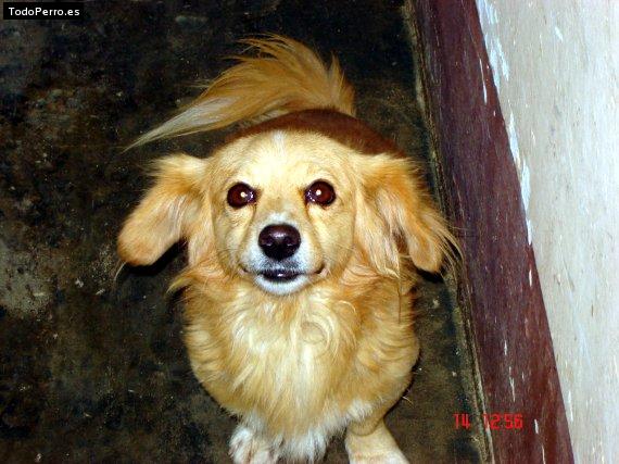 Foto del perro Milo