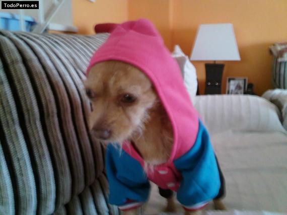 La foto del perro