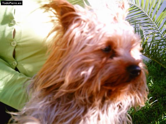 La foto del perro