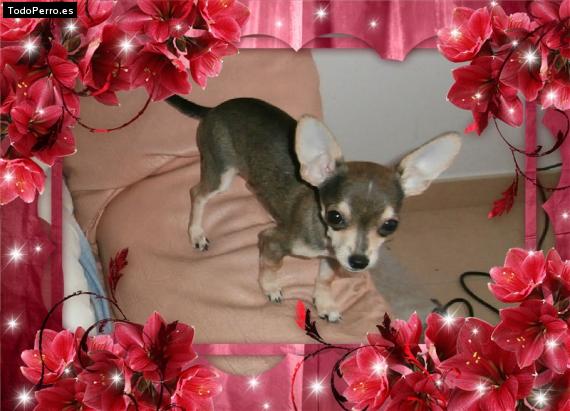Foto del perro Moway
