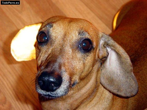 La foto del perro