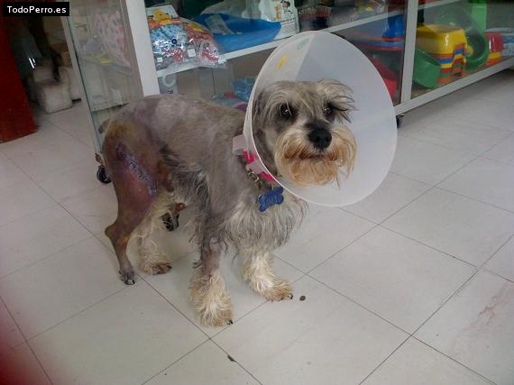 La foto del perro