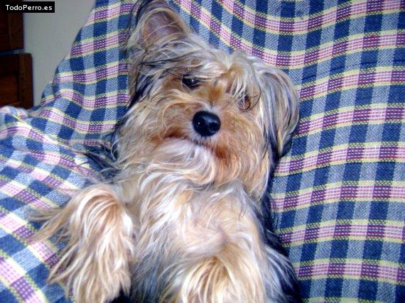 La foto del perro