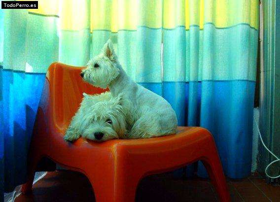 Foto del perro Mono y susi