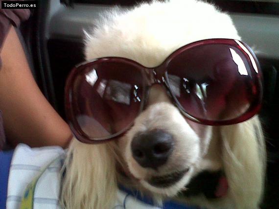 La foto del perro
