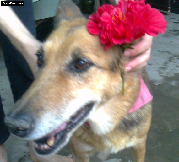 La foto del perro