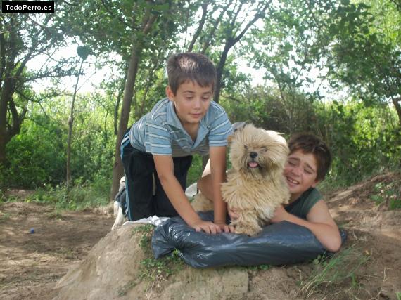La foto del perro