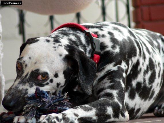 La foto del perro